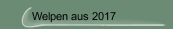 Welpen aus 2017